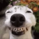 bisccuit
