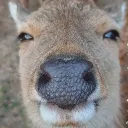 kassbearpig