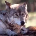 skissors_wolf