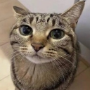 Discord Avatar