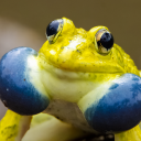 avatar Frog