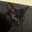 avatar perpetual decay