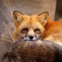 fox9920