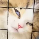 _kuma_