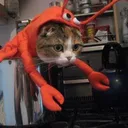 matogi