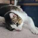cmfbling
