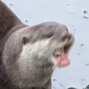 csillabu