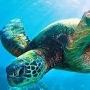 thelonelyturtle
