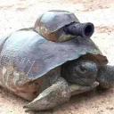 battleturtle02