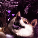 rashishibe
