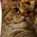 somesneakyboi