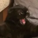 whaddaweirdo