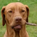waldoqq