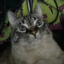 violentnacho.