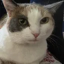mouseears10