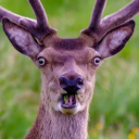 sizznic#4685's avatar