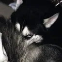 wolfkrug