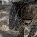 cat4laugh