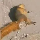 blacktalonvevo