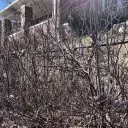 hedge