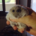 avatar StealthyShibe