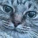 castawaycat