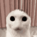 nizrd