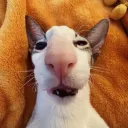lordgyro