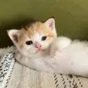 timy_