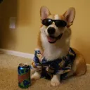 ddog2