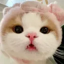 annemeow