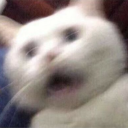 gataskape#6913's avatar