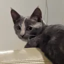 theleech
