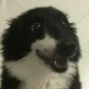whizzywig