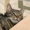 iderp