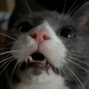 basilethyme