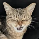 chewie_nyan