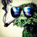 bluntcrypto