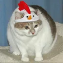 coolcatandrew