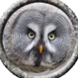 cactusowl