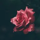 alice_i_cecile
