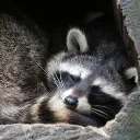 sleeping.raccoon
