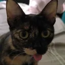 sokolonko