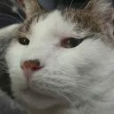 doobert