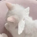 meowiest