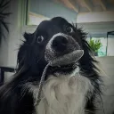mispey