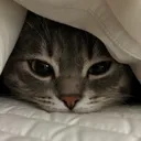 kuremii