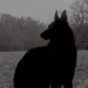 voidpuppy.