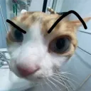jennimarochi