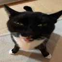 bobbicals